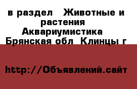  в раздел : Животные и растения » Аквариумистика . Брянская обл.,Клинцы г.